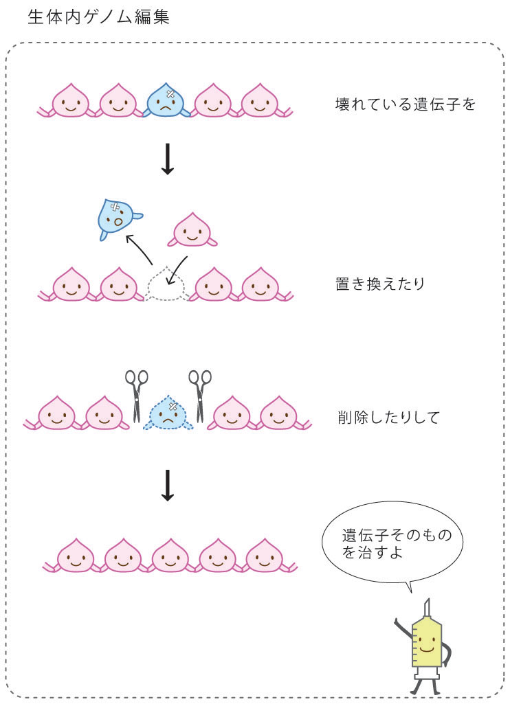 生体内ゲノム編集治療の説明図