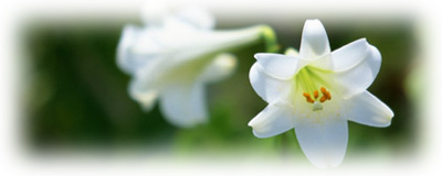 白いユリの花の画像